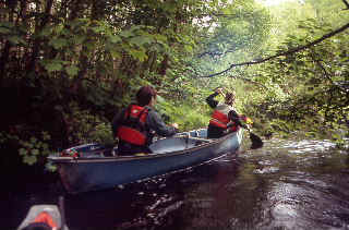 Finding  a way through the trees below Laggan.