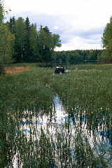 Finding the way through the reeds- Otteid, Norway