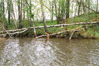 Beaver marks on birch trees. Norway.