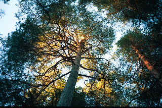 Sunset in the tree tops.