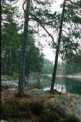 Tresticklen National Park - Norwegian/Swedish Border.