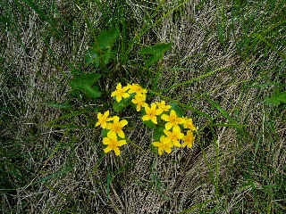 Marsh Marigold.