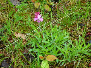 Birdseye Primrose?