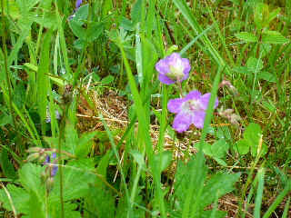 Wood Cranesbill.