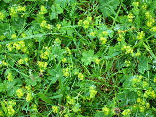 Ladies Mantle.