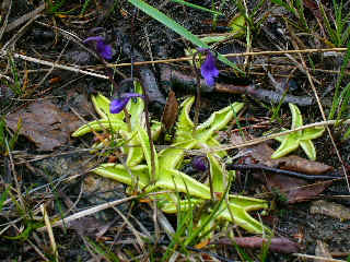 Butterwort - carnivorous plant.