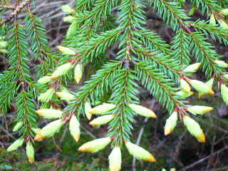 New fir growth.