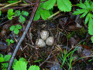 A nice clutch of Snipe? eggs, Canodal, Dals Ed, Sweden.