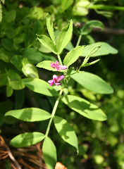 Red Campion?