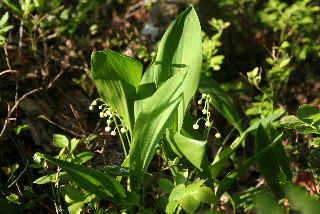 Kevin keep away- It's Wild Garlic