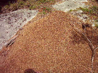 Wood ant hill.