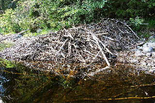 A Beaver Lodge.