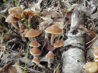 fungi11.jpg (21439 bytes)