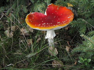 fungi13.jpg (35210 bytes)