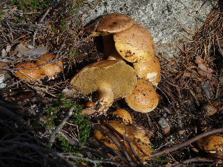 fungi5.jpg (33019 bytes)