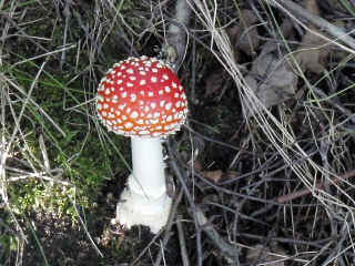 fungi12.jpg (36375 bytes)